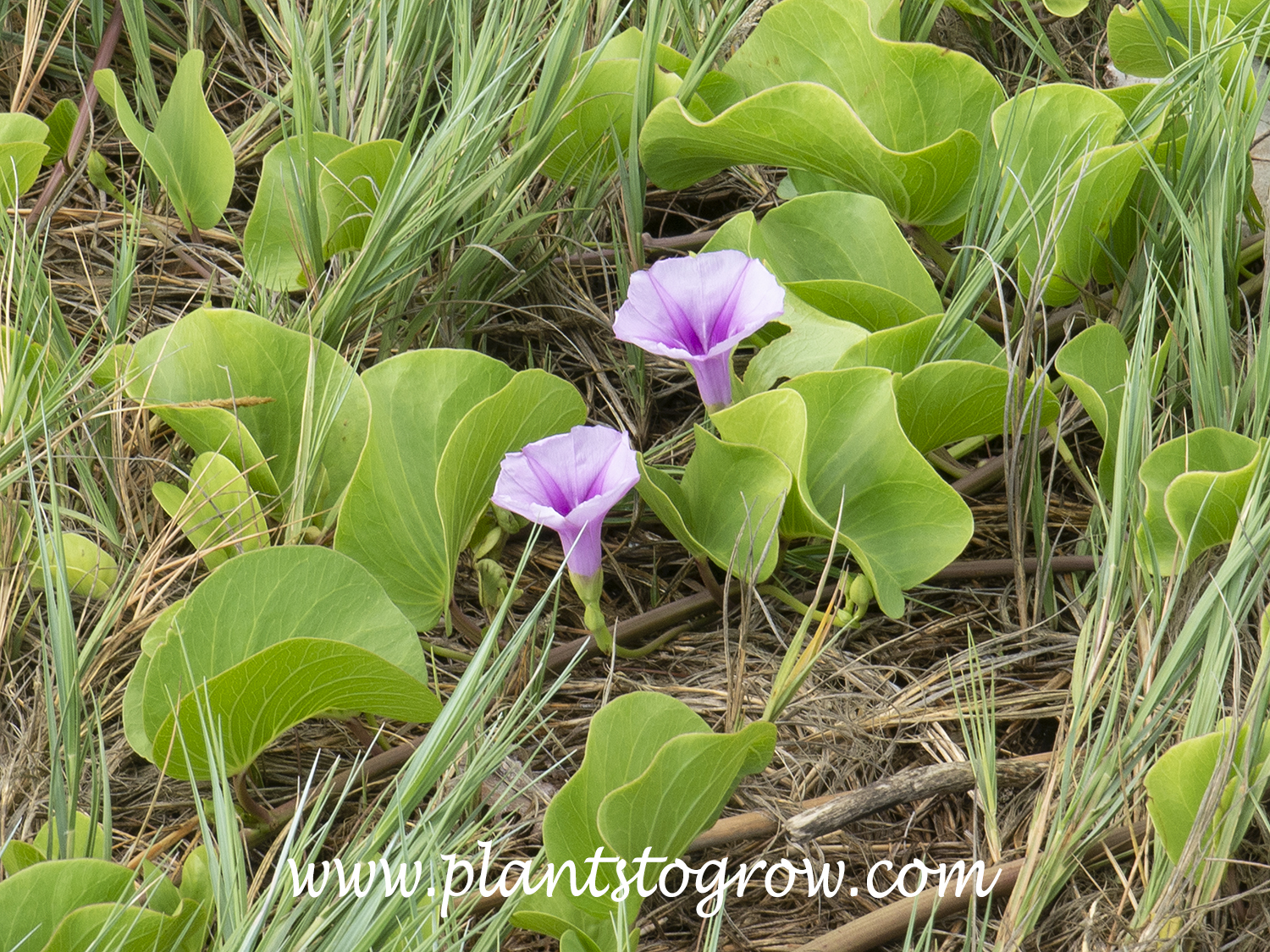 Beach Morning Glory (Ipomoea pes-caprae brasiliensis) | Plants To Grow